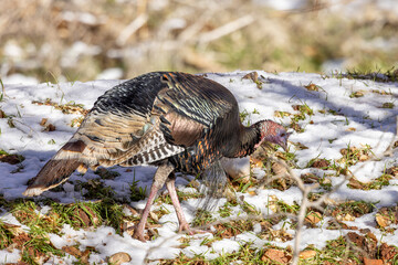 Male Wild Turkey in Winter in Zion National Park Utah