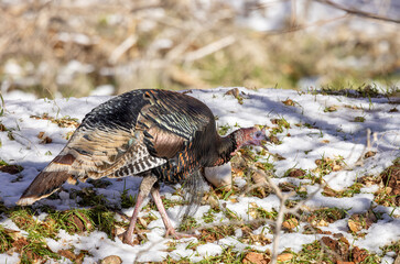 Male Wild Turkey in Winter in Zion National Park Utah