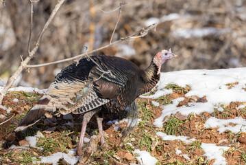 Male Wild Turkey in Winter in Zion National Park Utah