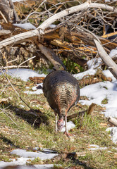 Male Wild Turkey in Winter in Zion National Park Utah