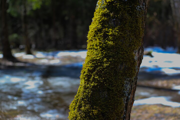 Green moss on a tree. Bryophyte in the swamps close-up in spring in April