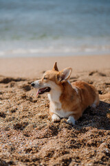 Happy welsh corgi pembroke dog at the beach