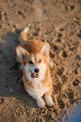 Happy welsh corgi pembroke dog at the beach
