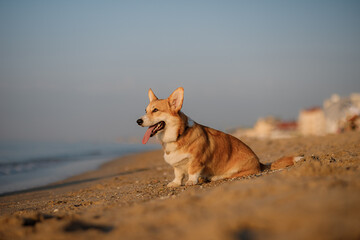 Happy welsh corgi pembroke dog at the beach