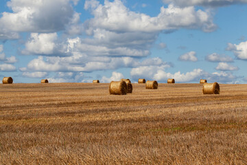 agricultural field with straw stacks after wheat harvest