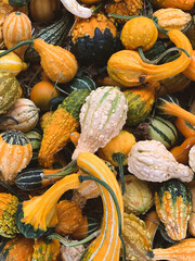 Autumn still life with squash and gourds