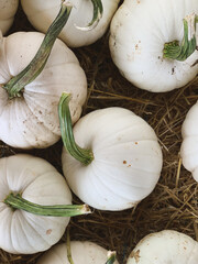 White pumpkins on the market