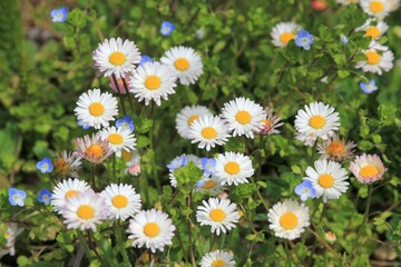 White daisies (Bellis perennis) close-up in a meadow © dinar12