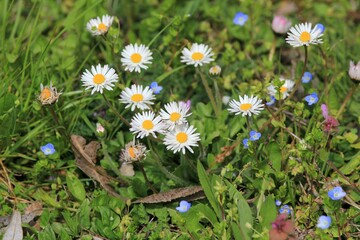 White daisies (Bellis perennis) close-up in a meadow