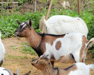 Spotted dwarf goats on the farm