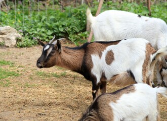Obraz na płótnie Canvas Spotted dwarf goats on the farm