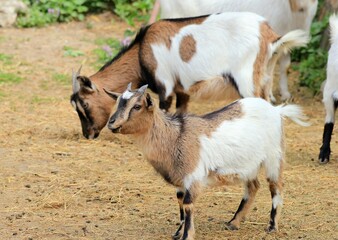 Spotted dwarf goats on the farm