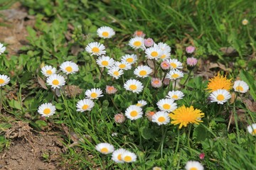 White daisies (Bellis perennis) close-up in a meadow © dinar12