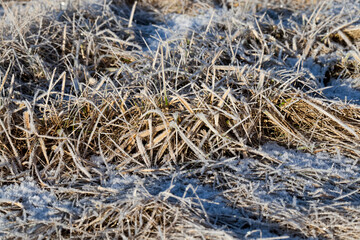 grass covered with ice and frost in the winter season