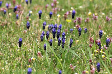 Naklejka premium Blue flowers of Muscari neglectum in the spring forest