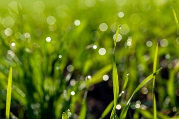 green wheat sprouts in a field with dew drops, out of focus
