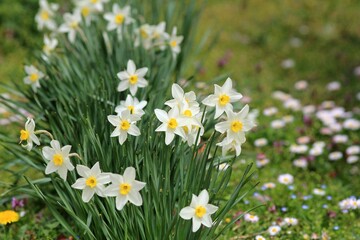 White Narcissus flowers on a flower bed in spring