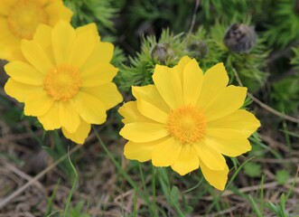 Yellow flowers of Adonis vernalis close-up in spring