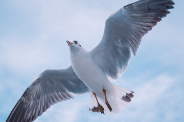 seagull