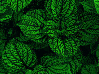 Green leaves pattern