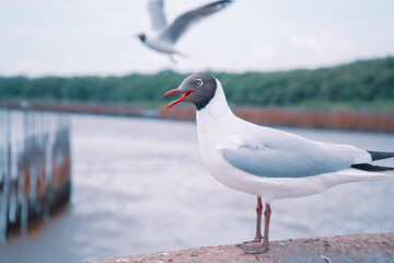 seagull