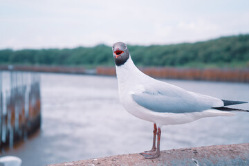 seagull
