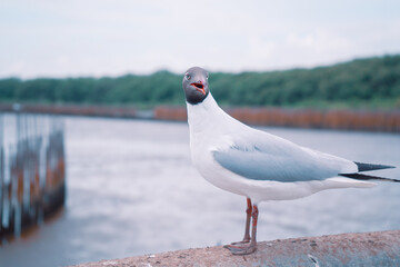 seagull