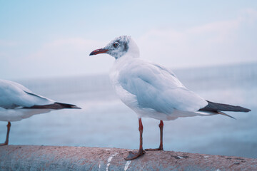 seagull
