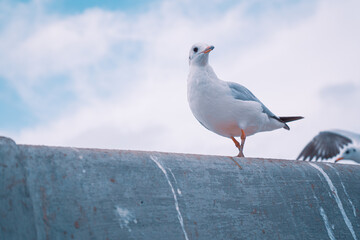 seagull