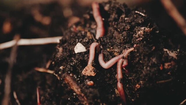 Earthworms in composter. 
Vermicomposting, gardening concept