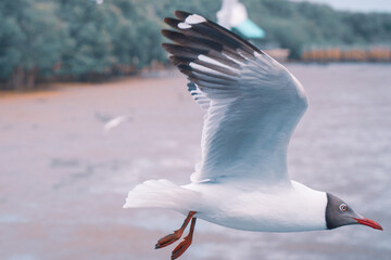 seagull