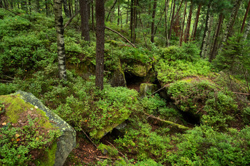 Dense summer forest during the day