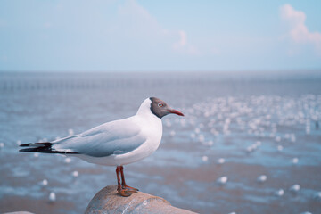 seagull