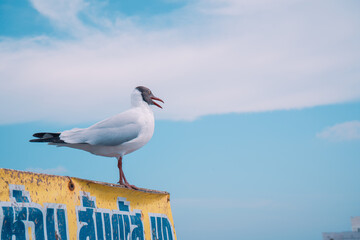 seagull