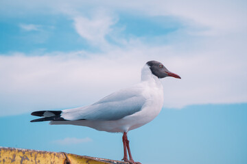 seagull