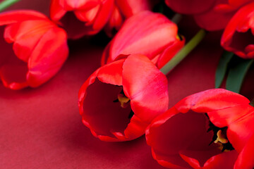 bouquet of red tulips for giving on a holiday
