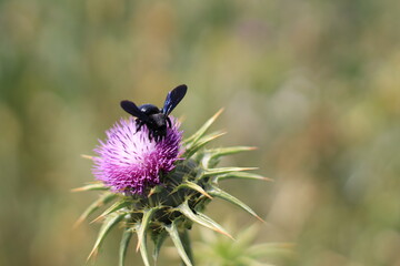Thistle is the common name of a group of flowering plants characterized by leaves with sharp prickles on the margins, mostly in the family Asteraceae.