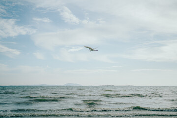 seagulls on the beach