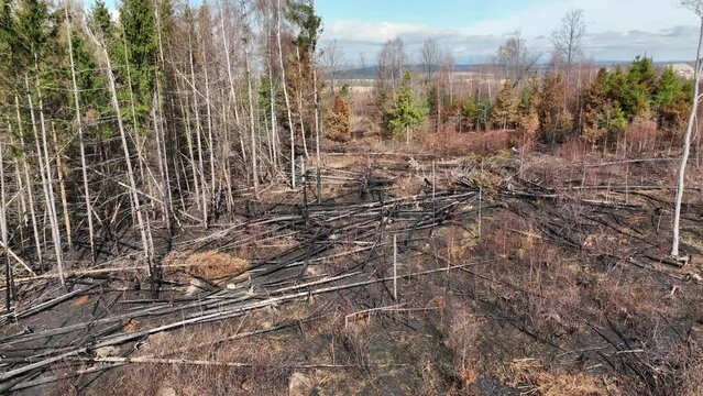 Fire forest after flame drone aerial drought dry black earth ground vegetation wild stand green natural disaster burnt down trees Bark beetle shot pest Ips typographus dead, spruce bast tree Czech