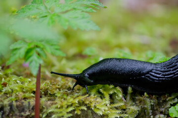 Babosa negra moviéndose lentamente sobre el musgo