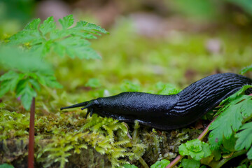 Babosa negra moviéndose lentamente sobre el musgo