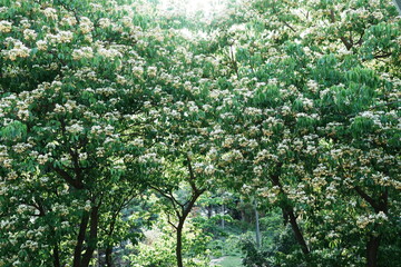 Fototapeta premium tree
