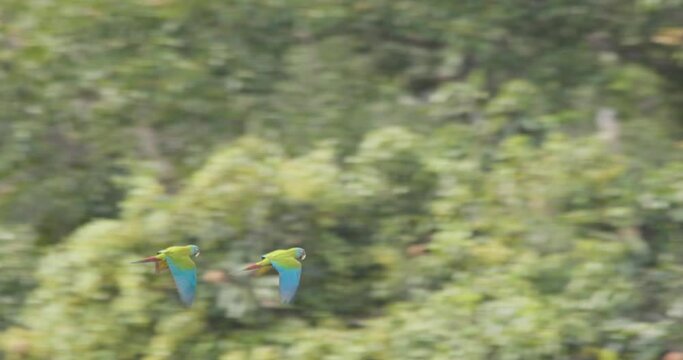 Pair of Blue Headed Macaws fly in unison through Tambopata National Reserve, Peru.