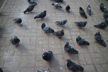 Obraz premium many pigeons on the sidewalk in the city center