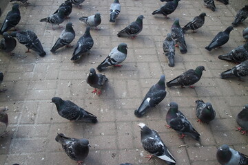 Obraz premium many pigeons on the sidewalk in the city center