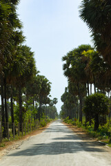 Obraz premium Long straight road in a flat tropical landscape