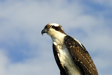 BIRDS- Florida- Extreme Close Up of a Wild Osprey Against The Sky