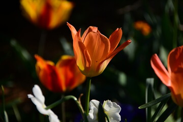 Orange color tulips glow in the sun.