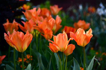 Orange color tulips glow in the sun.