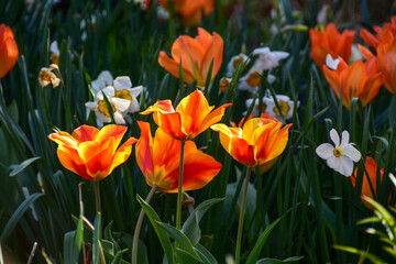 Orange color tulips glow in the sun.